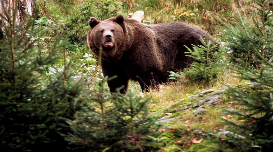 Razstava: Medved v Sloveniji
