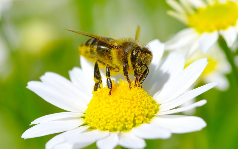 Svetovni dan čebel