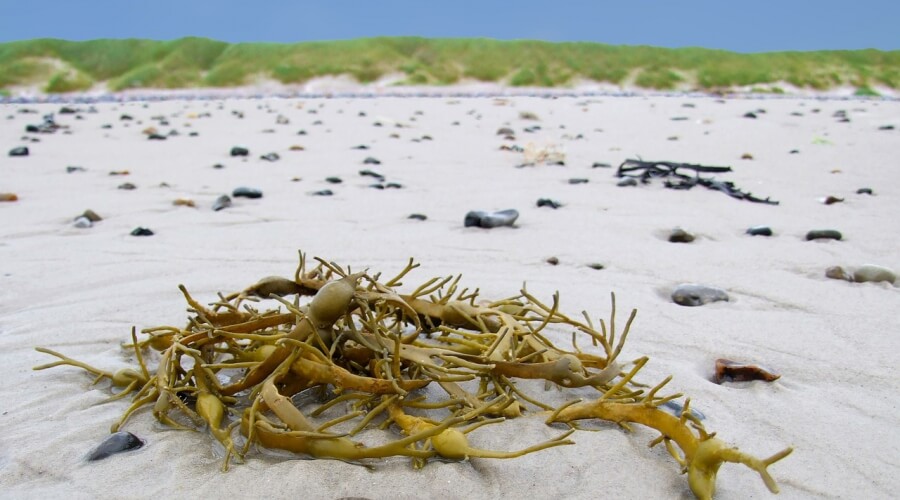 Izvleček morskih alg proti staranju kože