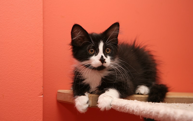 Mačja hiša: za mačke, ki jih oddajo, želijo dobre in varne domove