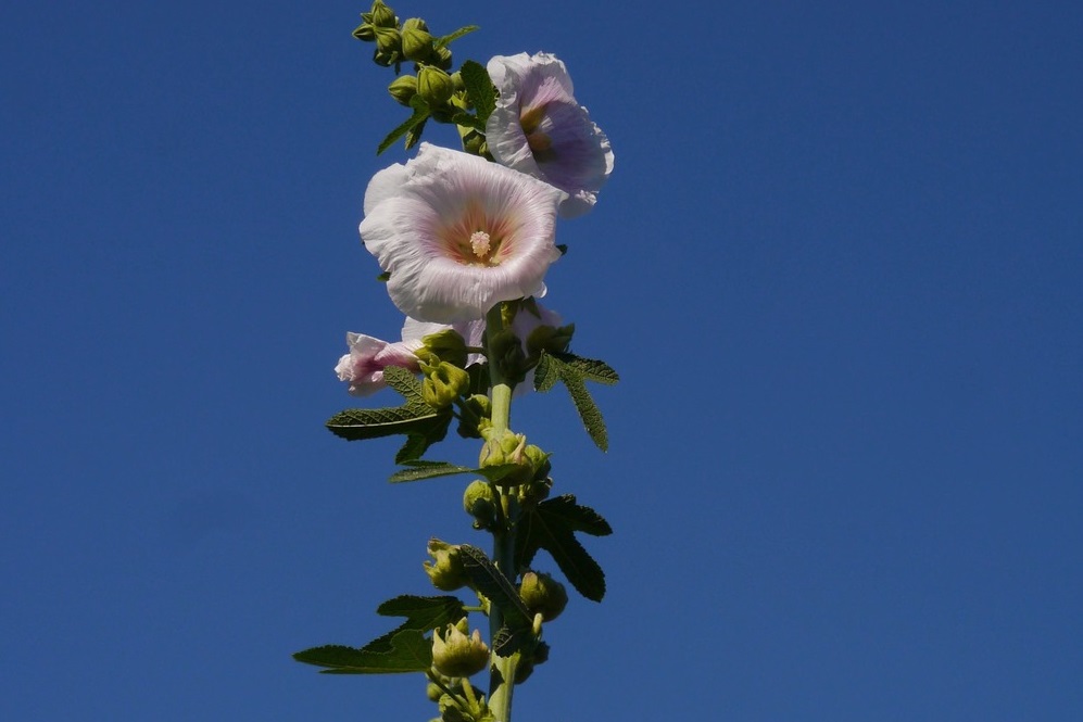 althaea-rosea-1433748_1280