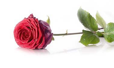 rose-1340803_zmanjsano