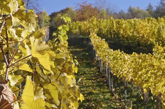 IT podjetje s sedežem sredi Radgonskih vinogradov razvilo aplikacijo za optimizacijo vinogradništva