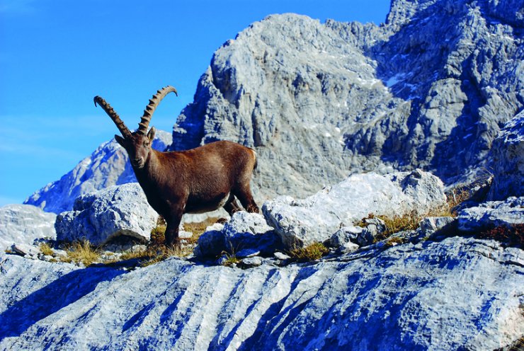 alpska konvencija