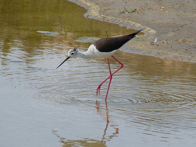 parc-natural-de-delta-de-lebre-1453921_640