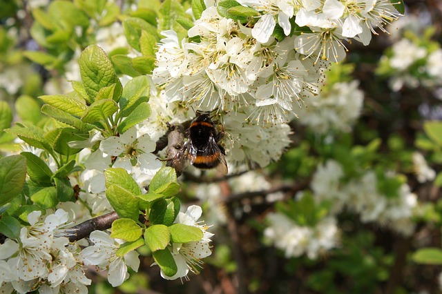 spring-16061_640