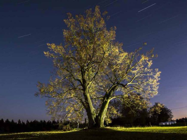 treeoftheyear