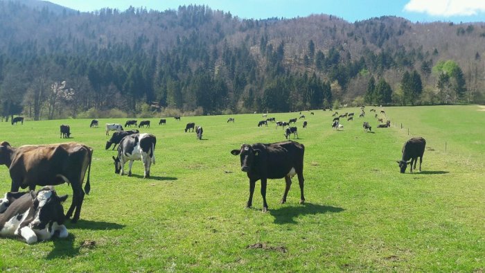 Foto_Ekološka_kmetija_Kocjančič (6)