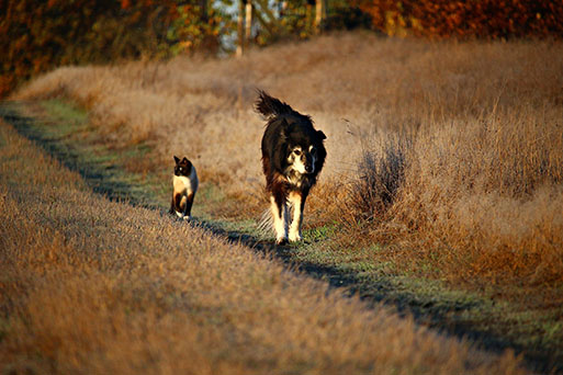 dog-1805983_1920