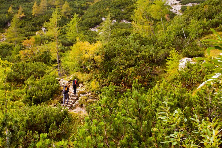 Po gozdne darove na pokljuško planino Javornik