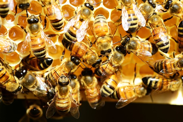 honey-bees-345620_640