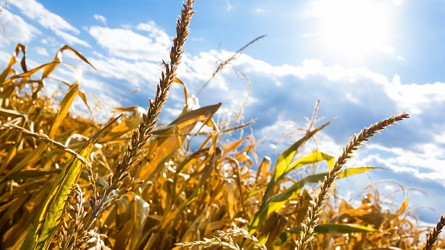 drought-1312503_640
