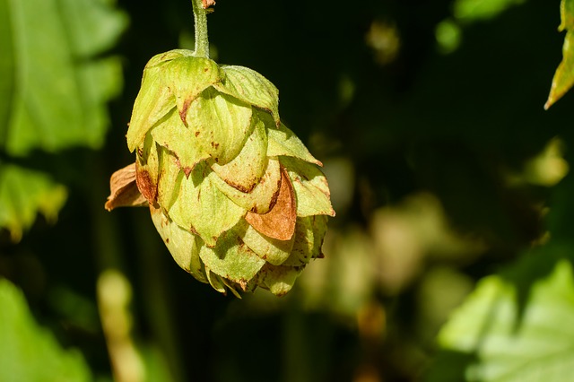 hops-1701564_640(1)