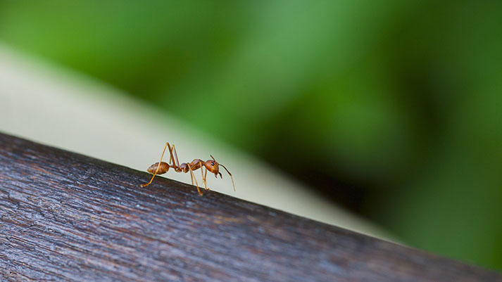 Pridni kot mravljice? 40 % delavskih mravljic je v resnici lenuhinj