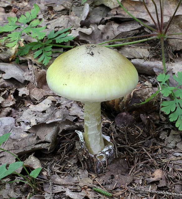 zelena musnica