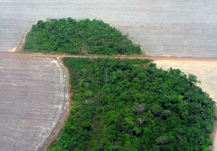 Posekajvanje deževnega gozda v Amazoniji (Foto: Pedro Biondi, Wikipedija)