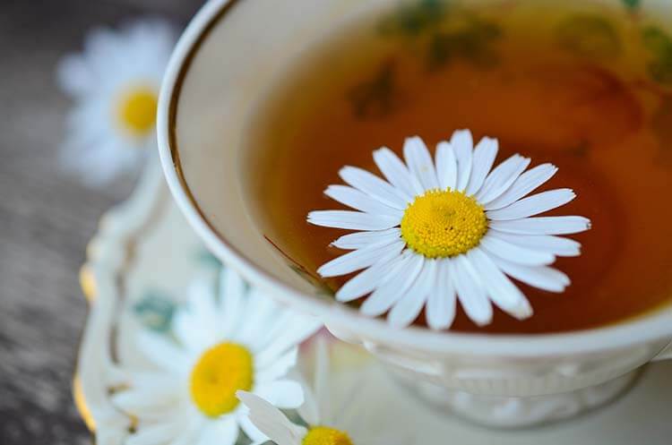 chamomile-829487