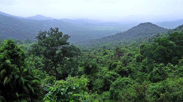 rainforest-384944_web