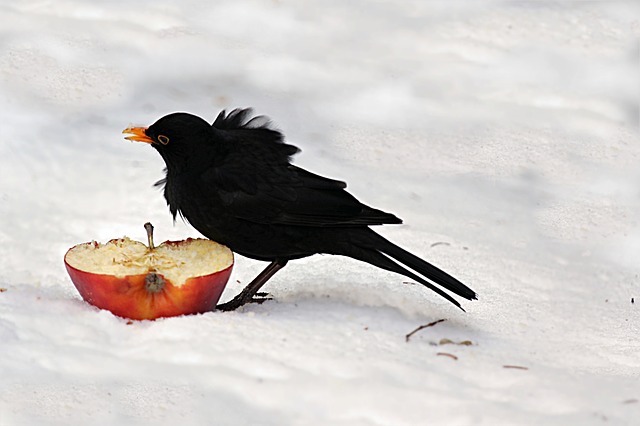 bird-2131139_640
