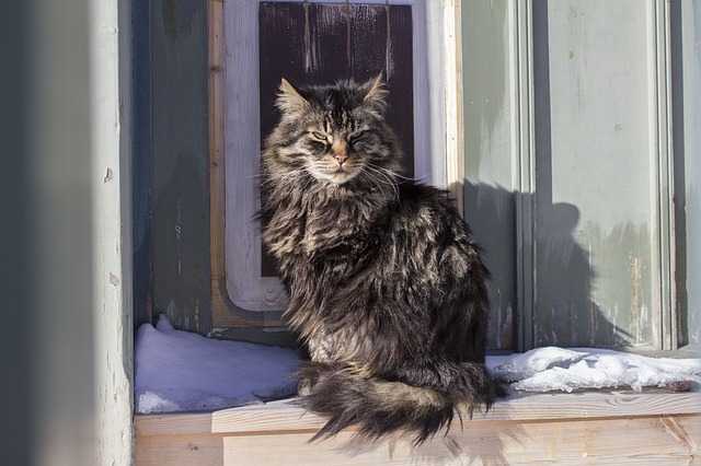 cat-845461_640