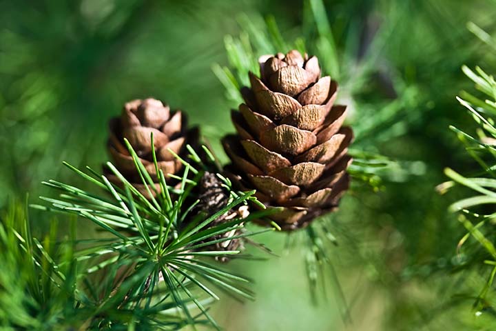 shutterstock_38209483_web