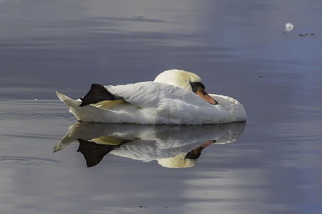swan-2806319_640