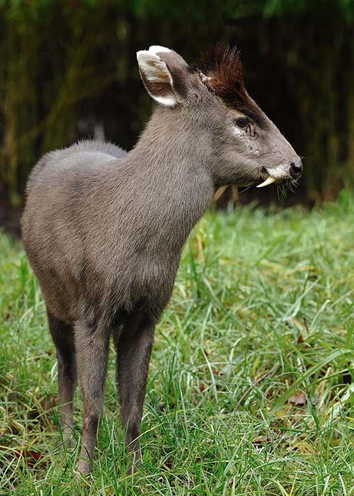 Foto: Heush, Wikipedia
