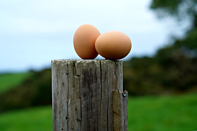 eggs-2831698_640