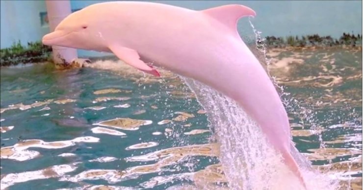 Tu je Pinky - po 10 letih spet opazili roza delfina