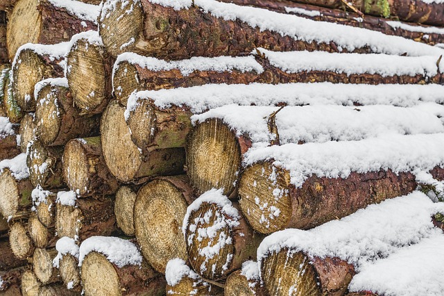 Licitacija lesa v Slovenj Gradcu: najdražji hlod za 17.912 evrov