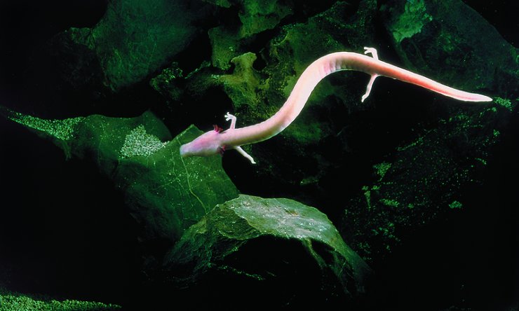 Genski zapis človeške ribice - nov mednarodni projekt slovenskih biologov