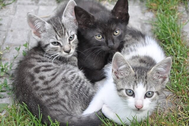 animal-3158652_640