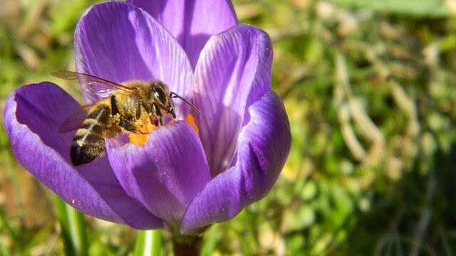 "Da se bomo na svetovni dan čebel slikali in čestitali, čebelam ne bo nič pomagalo"