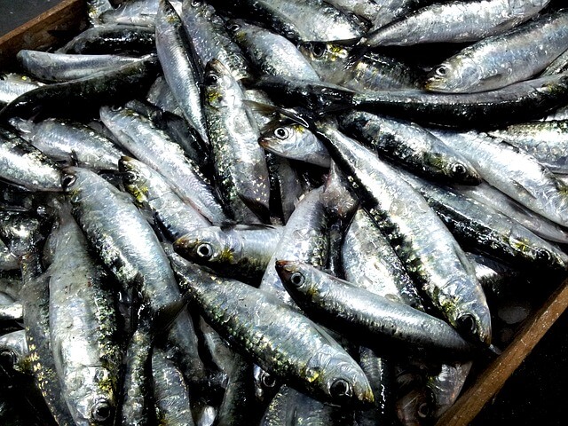 sardine