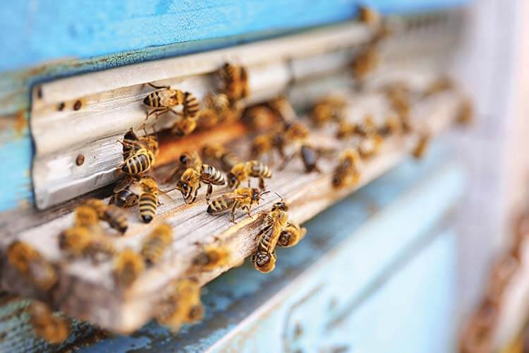 Honeybees entering hive