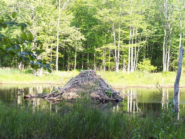 beaver-82842_640