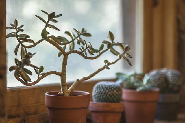 cactus-2556004_640