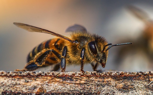 EU bo zaščitila čebele s prepovedjo uporabe večine neonikotinoidov