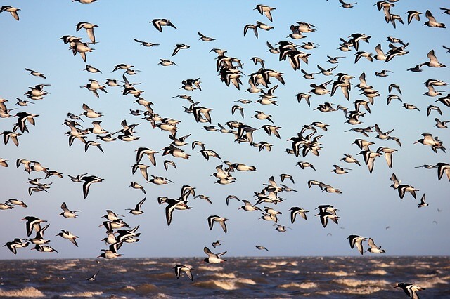 bird-3113537_640