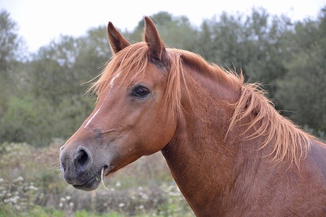 horse-mare-2737149_640