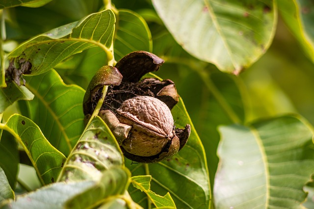walnut-970451_640