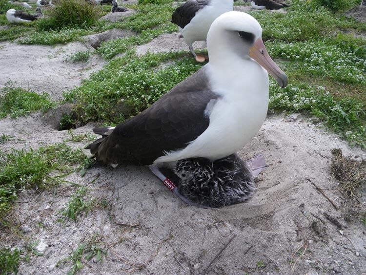Wisdom, predstavnica vrste laysanski albatros (foto: John Klavitter/U. S. Fish and Wildlife Service, Wikipedia)