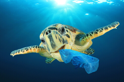 Svetovni dan okolja: plastika
