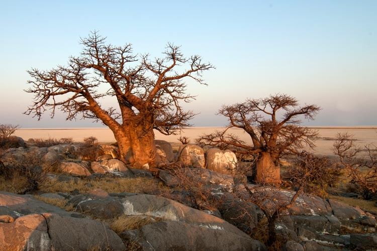 baobab-4