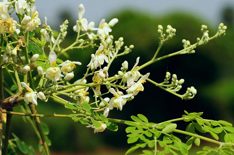 moringa-1
