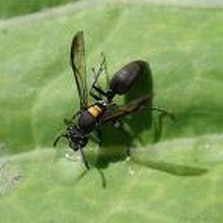 Polybia paulista (foto: Paulo Schopf, Wikipedia)