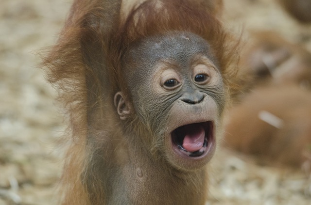 baby-orangutan-1056338_640