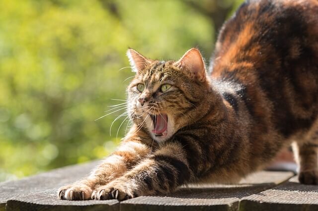 cat-814952_640