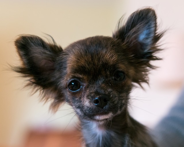chihuahua-2101658_640