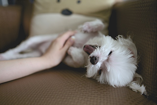 dog-1209953_640